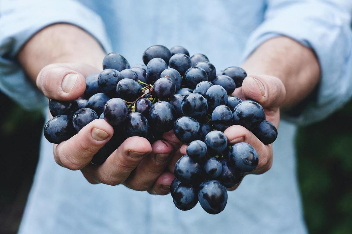 Вырастить сладкий виноград в Подмосковье: советы для тех, кто решился - МК