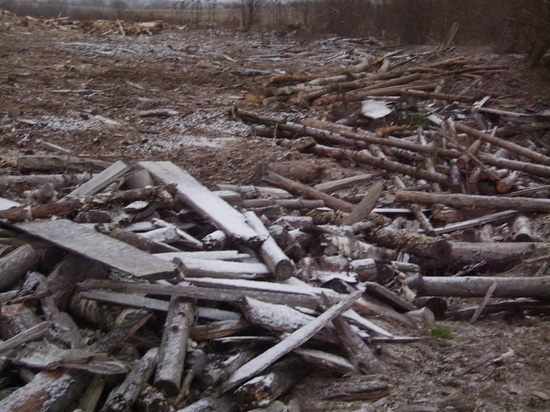 В Селижаровском муниципальном округе сельхозземлю завалили обрезками деревьев