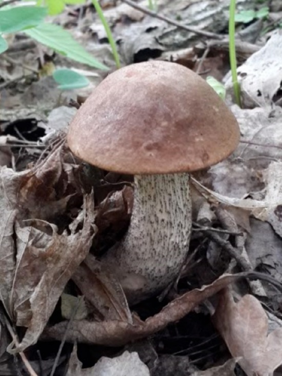 В Ярославской области пошли грибы-«колосовики»