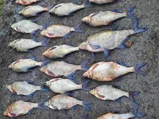 Уголовное дело возбудили после незаконного вылова рыбы в Кингисеппском районе