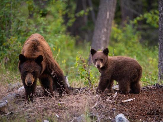 Жители Сахалина встретили на кладбище медведицу с медвежатами