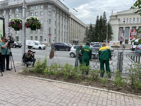 Железный забор на Красном проспекте Новосибирска сломали и сменили на сирень