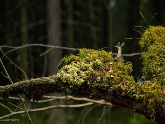 Жители Узбекистана незаконно собирали мох в лесу в Карелии
