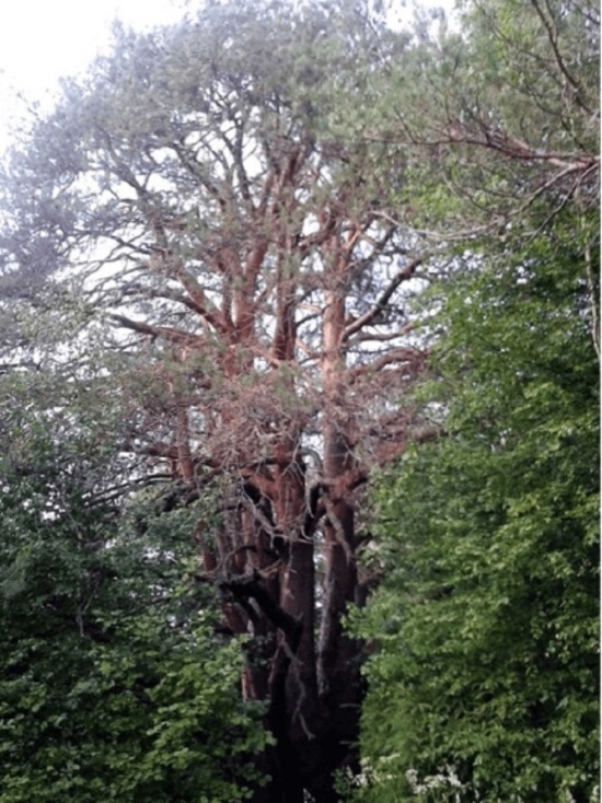 Костромская сосна из Кологривского района претендует на звание «Дерева года»