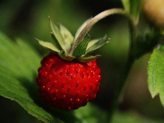Первые красные ягоды земляники нашли под Гатчиной