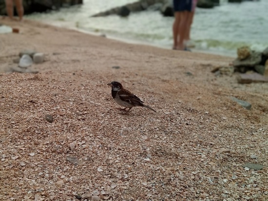 Выехавшие в Россию дончане продолжили помогать друг другу