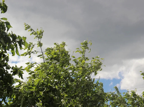 19 июня в Рязанской области ожидается гроза, дождь и до +26 градусов