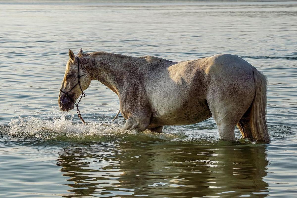 Лошадь купается