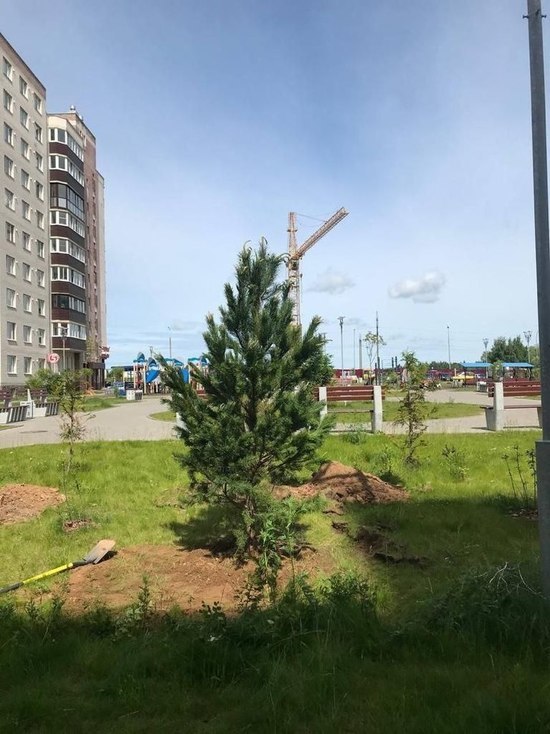 20 деревьев высадили в Пскове на улице Технической