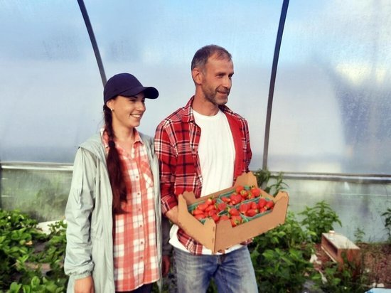 Семья занимается выращиванием весьма не северной ягоды уже второй год
