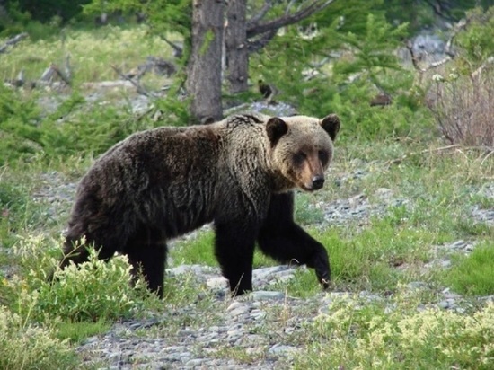 На Большой Байкальской тропе замечен медведь