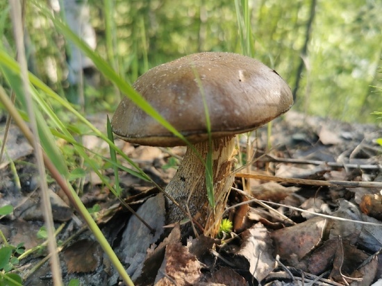 Первые в этом сезоне грибы заметили в Ноябрьске