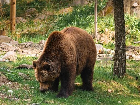 Еще один медведь попался на глаза северянам у дороги «Заполярный – Сальмиярви»