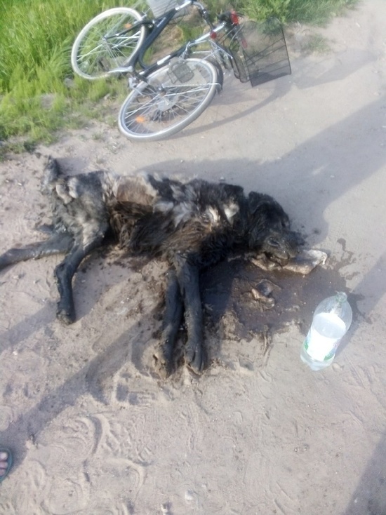 В Тверской области пса спасли из болота