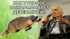 Николай Дроздов на видео рассказал о необычных повадках утконосов