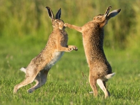Драка двух зайцев, попавшая на видео, собрала в Кировской области 100 000 просмотров