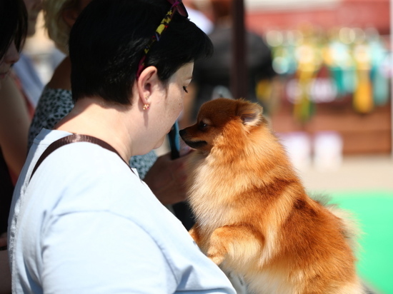 В Волгограде провели масштабную выставку собак всех пород