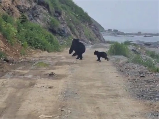 Медведица с медвежонком отдыхала в бухте Тихой на Сахалине