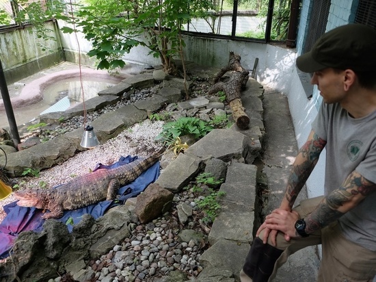Крокодилы калининградского зоопарка переехали в летние вольеры