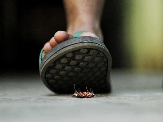 Роспотребнадзор нашел таракана в столовой нижнетагильской школы