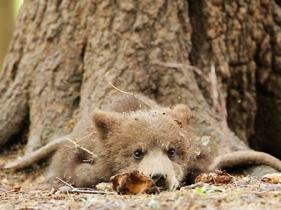 Появились новые фото спасённых медвежат из Тверской области