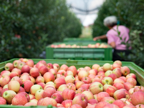 В Липецкой области расширяется яблочное производство