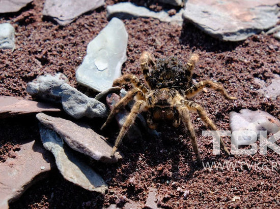 В Хакасии отдыхающие на озере Беле сфотографировали огромную самку тарантула