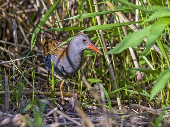 Визжит как поросенок: в Ленобласти заметили краснокнижную птицу