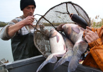 Большинство жителей России знает об Астраханской области то, что здесь можно рыбачить