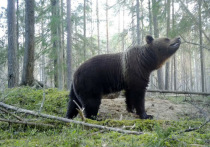 Росприроднадзор Ленинградской области опубликовал информационную памятку и напо­мнил жителям Петербурга и области об опасности, которую таит в себе встреча с медведями