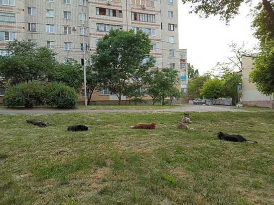 Жители Грозного потребовали убрать агрессивных собак с улиц