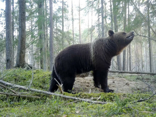 Косолапая угроза: ленинградцам рассказали, что делать при встрече с медведем