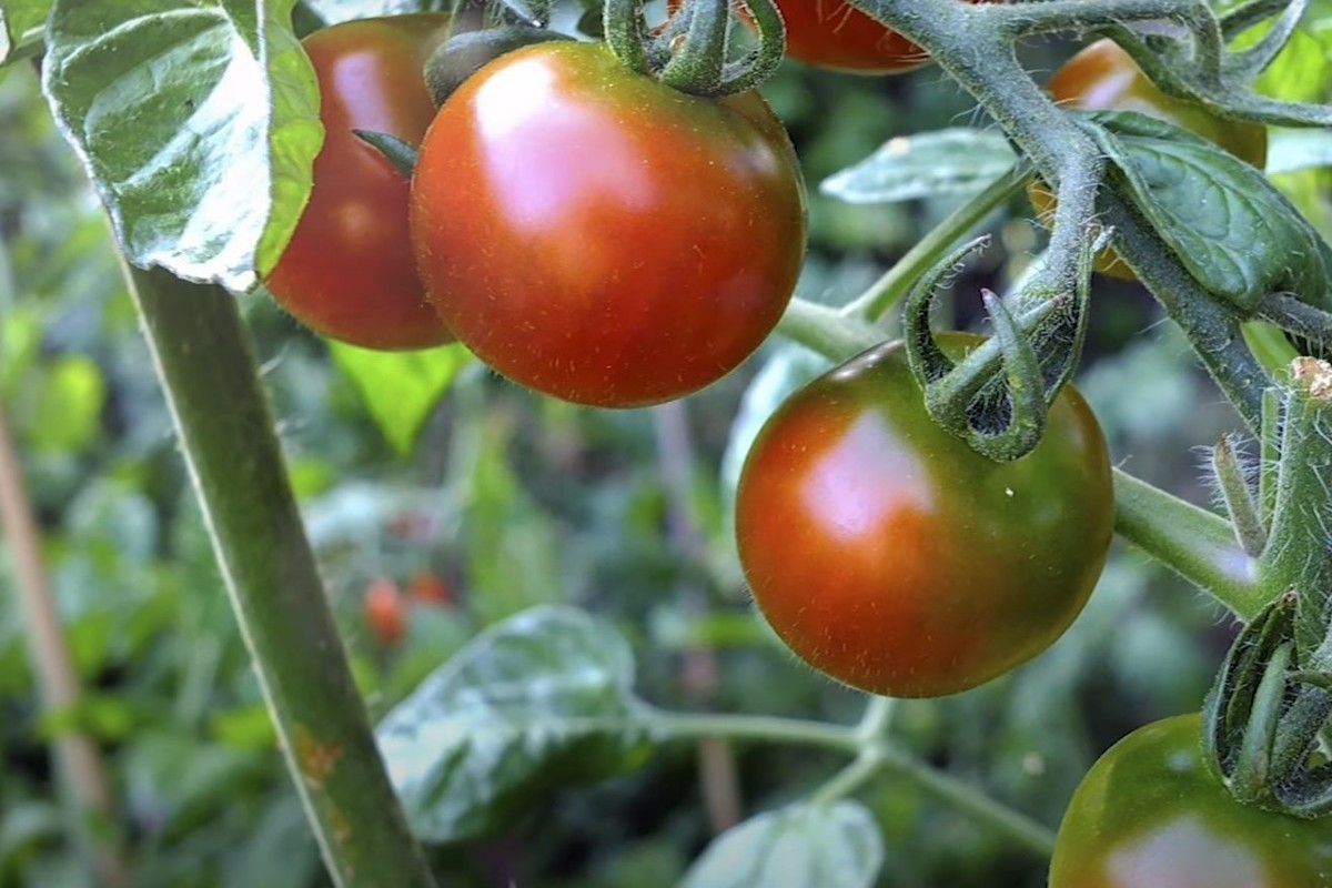 Дачникам рассказали, что делать с темными пятнами на листьях томатов - МК