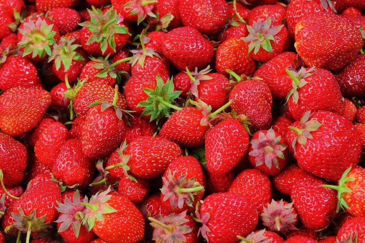 Дачникам сообщили, почему ягоды клубники засыхают - МК