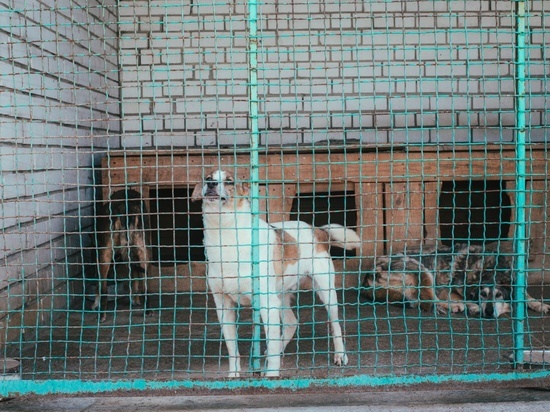 От обстрелов пострадал приют для бездомных животных в Донецке