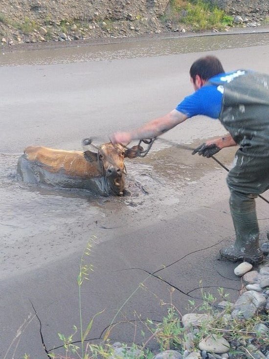 В Дагестане спасли тонущую корову