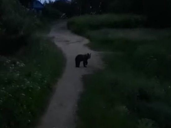 В Рыбинск по городским улицам гулял медведь