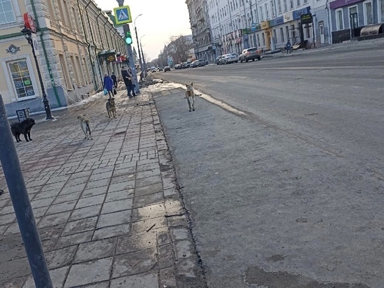 В Пономаревском районе собака покусала девятилетнего мальчика