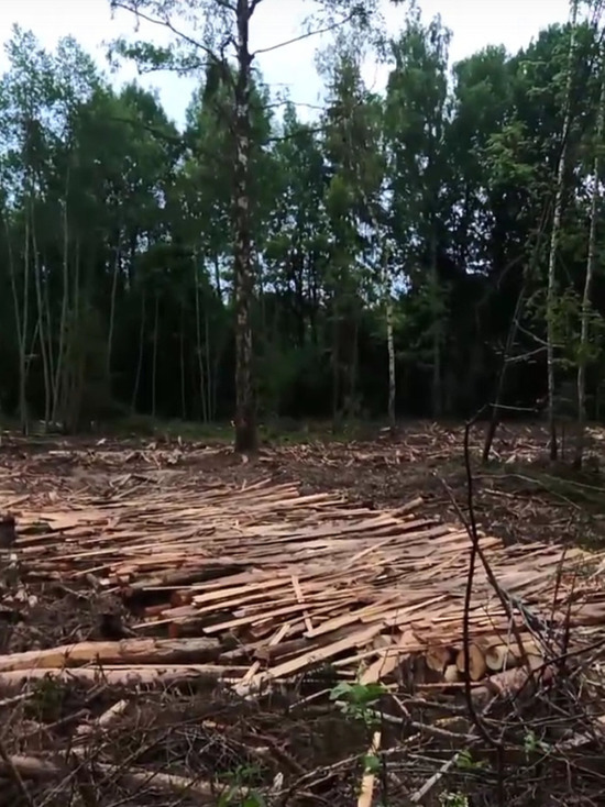 В Тверской области люди возмутились вырубкой леса в трех деревнях