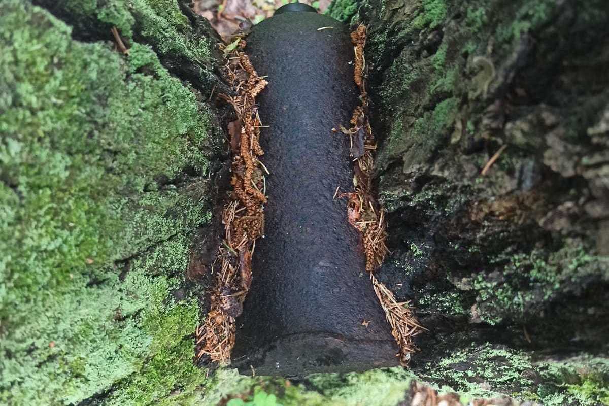 В Буйском лесу найдено дерево с авиабомбой внутри