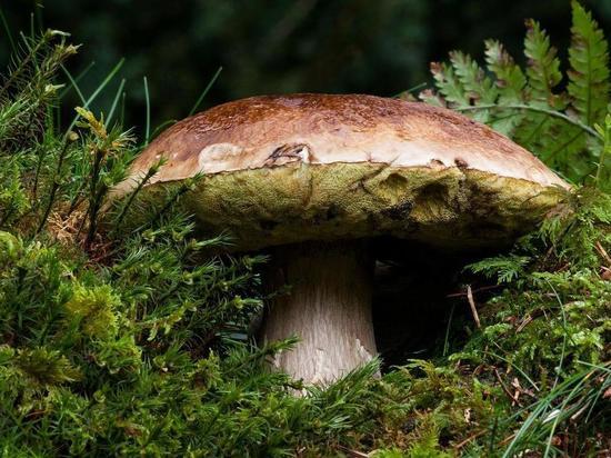 Жители Алтайского края начали собирать первые белые грибы
