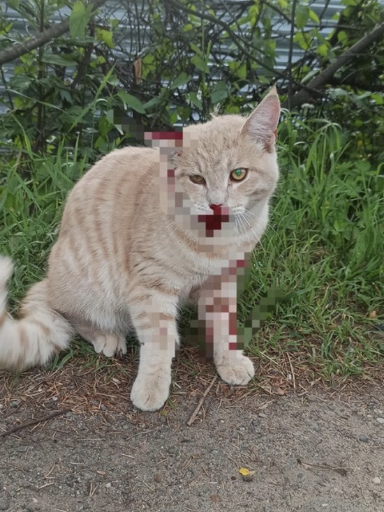 Кота с окровавленной мордочкой нашли на пешеходном переходе в Твери