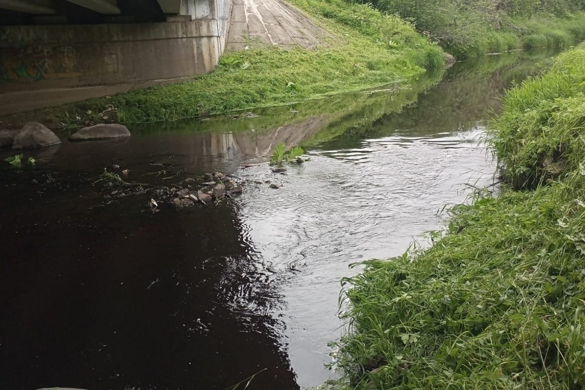 Мга вода. Река Мга Ленинградская область. Река черная Ленинградская область. Вода река. Река Мга рыбалка.