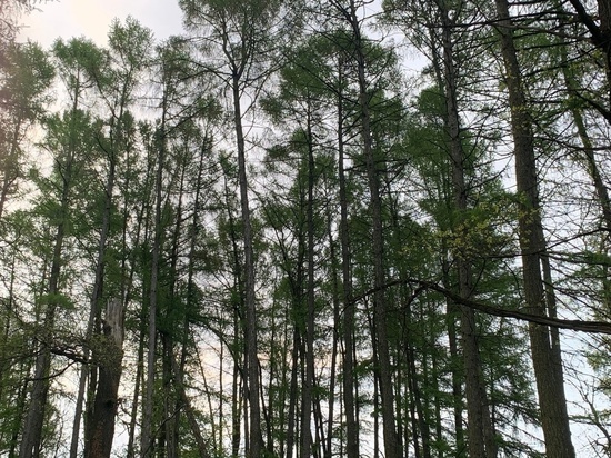 В Тульской области выставили на аукцион три лесных участка