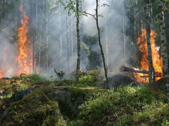 На Голливудских холмах в США начался лесной пожар