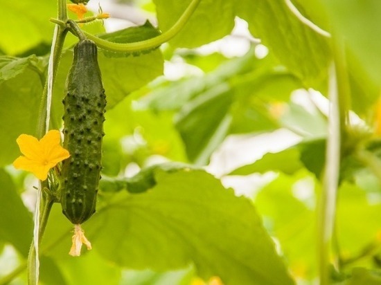 МК в Тамбове советует: овощи на огороде в июне необходимо подкармливать