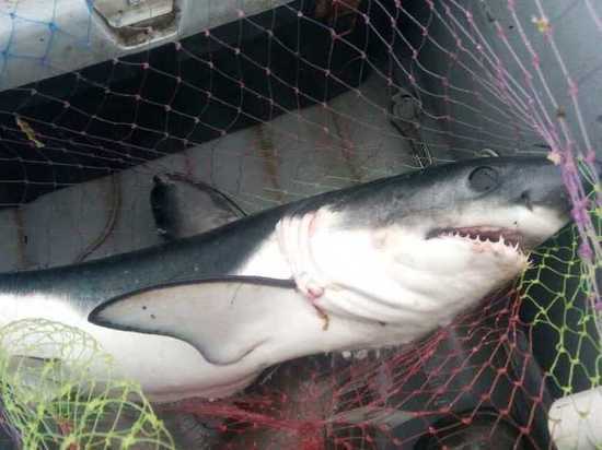 Сельдевая акула попала в сети в Приморье