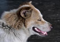 Депутаты краевого заксобрания предлагают узаконить на федеральном уровне эвтаназию агрессивных собак и возможность обороняться от бездомных животных