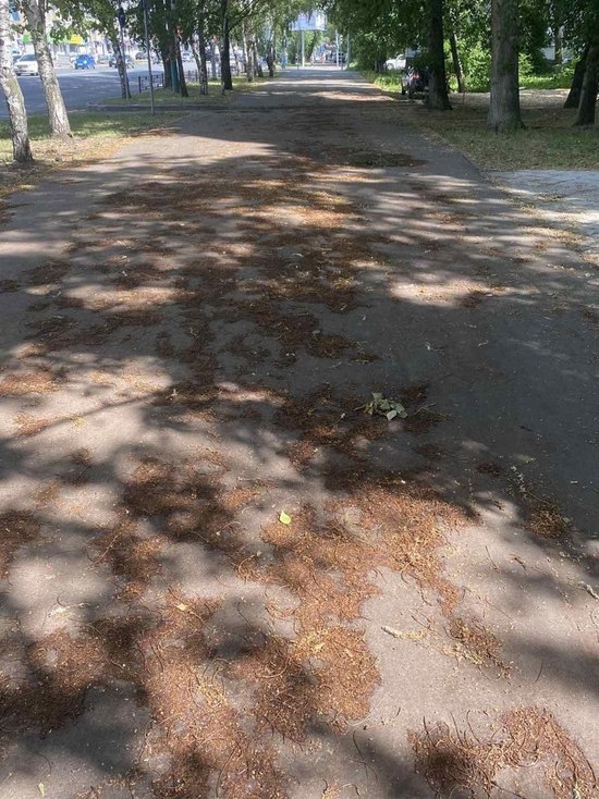В Пензе местный житель возмутился неубранным мусором на аллее
