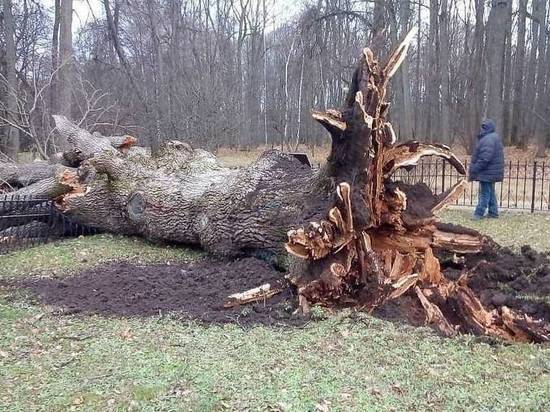 В Воронеже учёные клонировали пострадавший от урагана 200-летний Тургеневский дуб